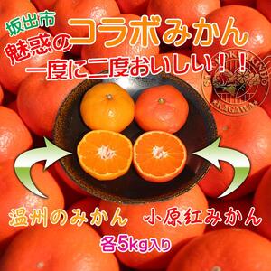 ≪先行受注≫小原紅早生 & 完熟温州 セット 約10kg ( 小原紅早生みかん約5kg & 完熟温州みかん約5kg ) S ～ Lサイズ ｜ みかん