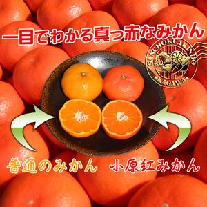 ≪先行受注≫小原紅早生みかん 香川県産 約5kg( S ～ Lサイズ )｜みかん