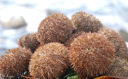 北海道 礼文島産 バフンウニ 蒸しうに 缶詰 100g×5缶［株式会社やまじょう］【 うに ウニ 雲丹 うに缶 バフンウニ ご飯のお供 珍味 おつまみ 贈答 ギフト 常温保存 】