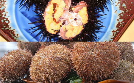 北海道 礼文島産 蒸しうに 缶詰 食べ比べ (エゾバフンウニ・キタムラサキウニ 100g×各2缶)［株式会社やまじょう］【 うに ウニ 雲丹うに缶 蒸しうに バフンウニ ムラサキウニ 食べ比べ 贈答 ギフト 常温保存 】