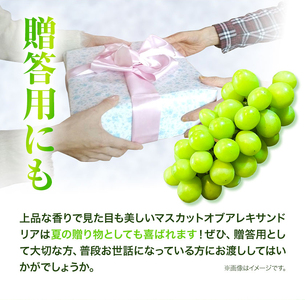 マスカット オブ アレキサンドリア 1房750g以上【配送不可地域あり】