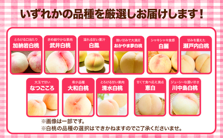 白桃 8玉 【配送不可地域あり】桃　等級ロイヤル