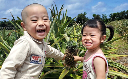  パイナップル【2026年発送】比屋定農園 ピーチパイン 3玉（計約2kg） パイン フルーツ 果物