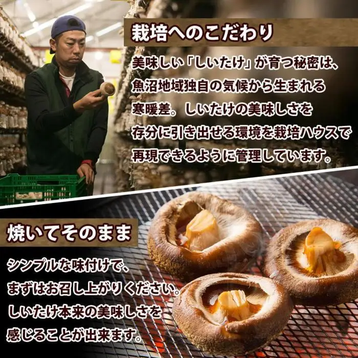 ES419 八色 しいたけ 1kg シイタケ 椎茸 生しいたけ 生シイタケ きのこ キノコ 菌床栽培 肉厚 鍋 バーベキュー おかず おつまみ 贈答 ギフト 越季 新潟県 南魚沼市