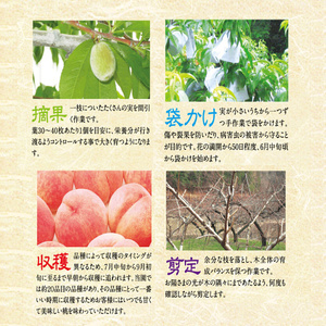 【先行受付】数量限定☆ 部谷桃園 ひろしま大和の桃 9～10個セット 2026年7月下旬以降発送予定 果物 フルーツ デザート 食後 旬の桃 旬の果物 旬のフルーツ 新鮮 夏 夏の果物 067002
