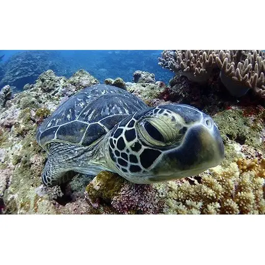 ファンダイビング利用券　石垣島のマンタ・サンゴ・ウミガメに会いに行こう！【沖縄県 石垣市 ダイビング 利用券 海 ダイバー マンタ 珊瑚 ウミガメ 旅行】YD-1-1