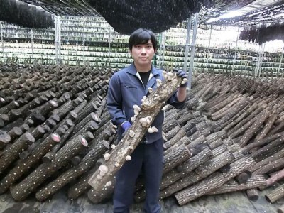 原木生しいたけ 1kg 厚肉品 ご家庭用 贈答用 農薬不使用 脱炭素 ※離島への配送不可 _DR03