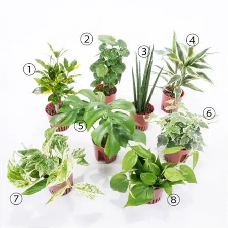 ハイミニフルール　3個セット【オススメ観葉植物でお届け】【1358450】