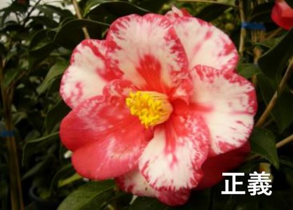 【2026年11月以降お届け】久留米の特産花卉 椿の苗木3種3本セット（椿2年生苗/高さ30cm前後）_苗木 椿 3種 セット 久留米の特産花卉 最小白花 正義 太郎冠者 産地直送 秋～春 開花 一重咲 八重咲 鑑賞 育て方 説明書付き  鉢植え 植え付け 花 庭 園芸 ガーデニング 久留米つばき研究会 特産品 福岡県 久留米市 お取り寄せ 送料無料 〔Hf026〕