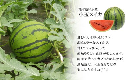 小玉 スイカ （ 赤色 ）2玉 熊本県和水町産 【2026年（令和8年）4月中旬頃から順次出荷予定】  すいか 西瓜