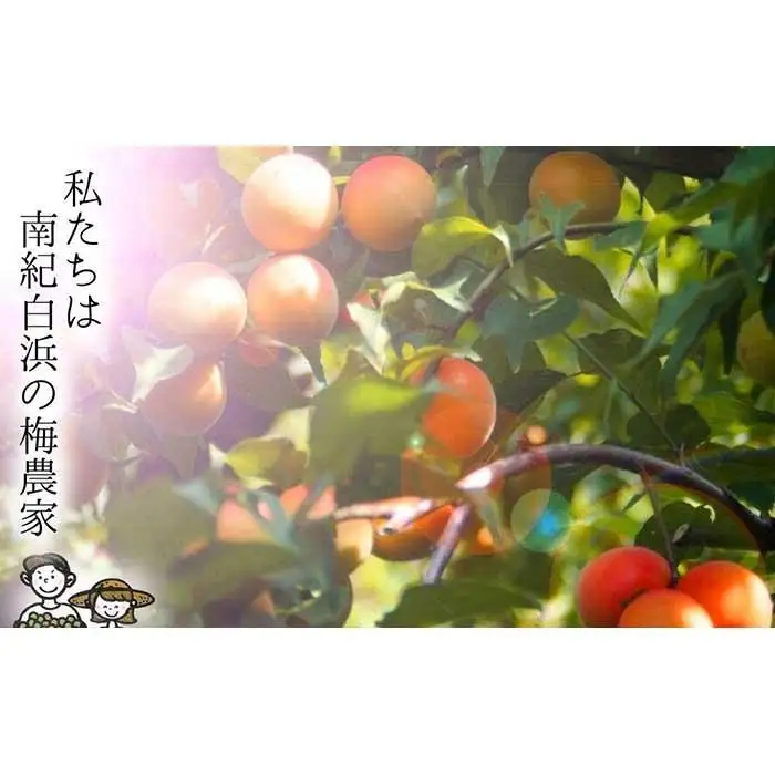 無添加  白干梅（小粒450g）紀州南高梅【梅農家厳選　手づくり梅干】