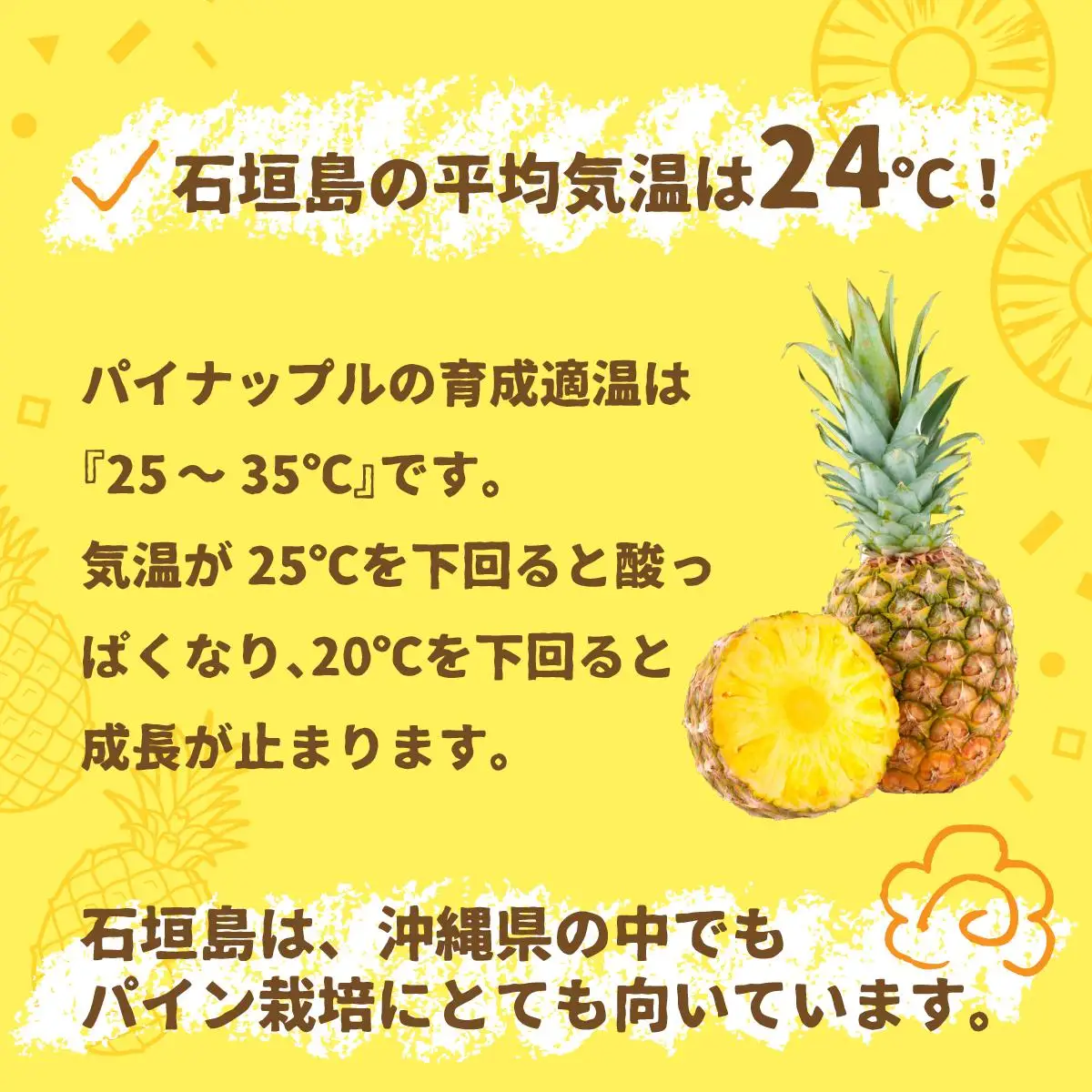 石垣パイン ハワイ種 3個セット