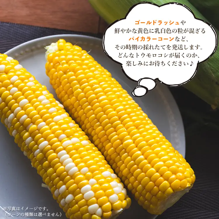 朝採れスイートコーン 4.5kg (12～15本) - 野菜 とうもろこし とうきび トウキビ BBQ キャンプ 旬 おやつ 特産品 数量限定 季節限定 期間限定 sg-0006