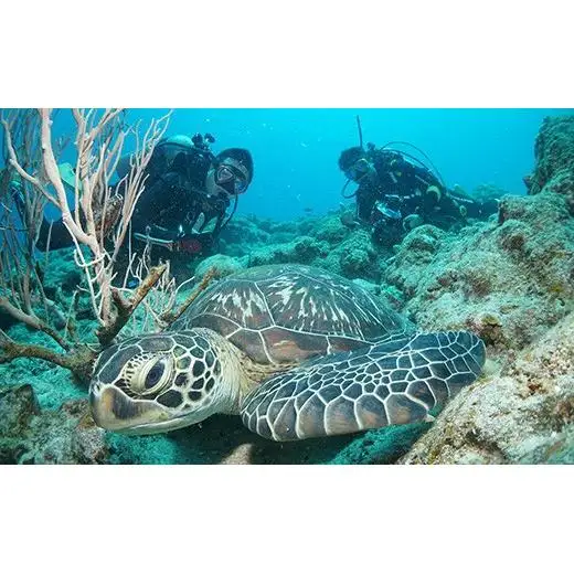 体験ダイビング利用券　石垣島のマンタ・サンゴ・ウミガメに会いに行こう YD-2-1