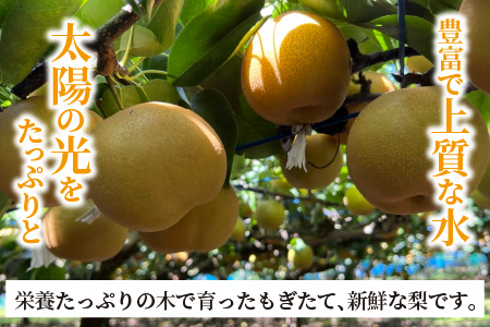 【先行予約】幸水梨 5kg前後 (8～14個) たっぷりの果汁を含んだジューシーな梨！【2026年8月中旬以降順次発送予定】【梨 幸水梨 なし フルーツ 甘い みずみずしい 果実 果物 新鮮 お土産 贈り物 旬の果物 冷蔵】 [A-15005]