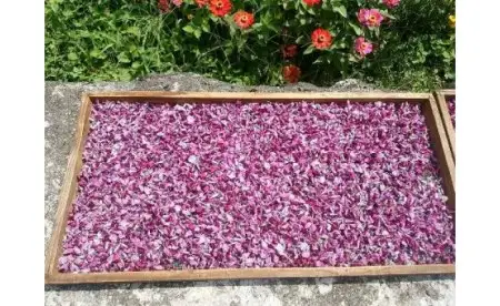 葛の花・芽入り　野草茶　10パック入り×4袋[B0173]