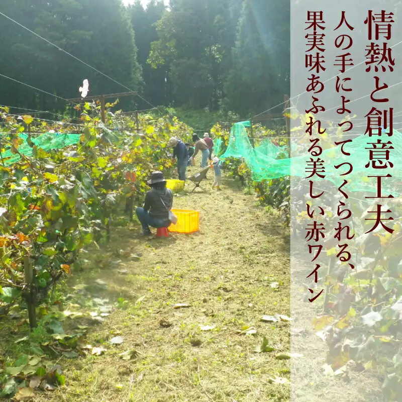 ホッコーワイナリー　山紫野（ヤマソーヴィニヨン）　KA038_016