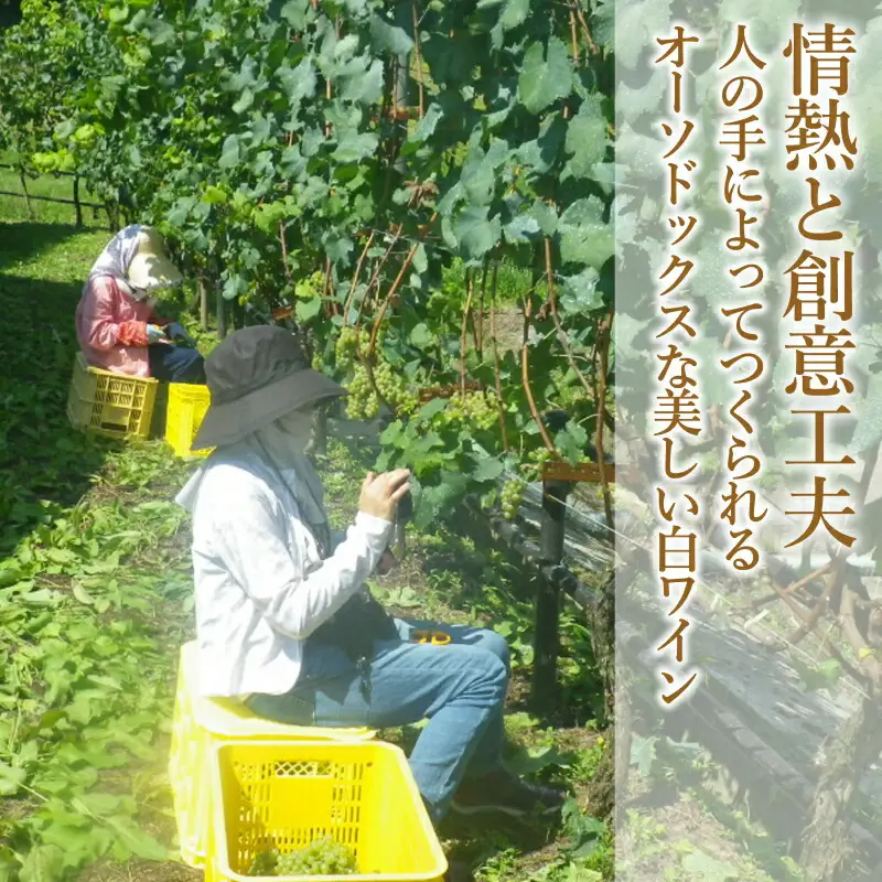 ホッコーワイナリー　山霧路（シャルドネ）　KA038_017