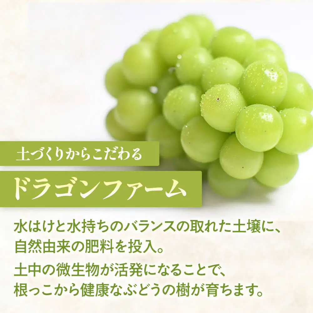完熟 シャインマスカット 2房以上 1.2kg 山梨シャインマスカット
