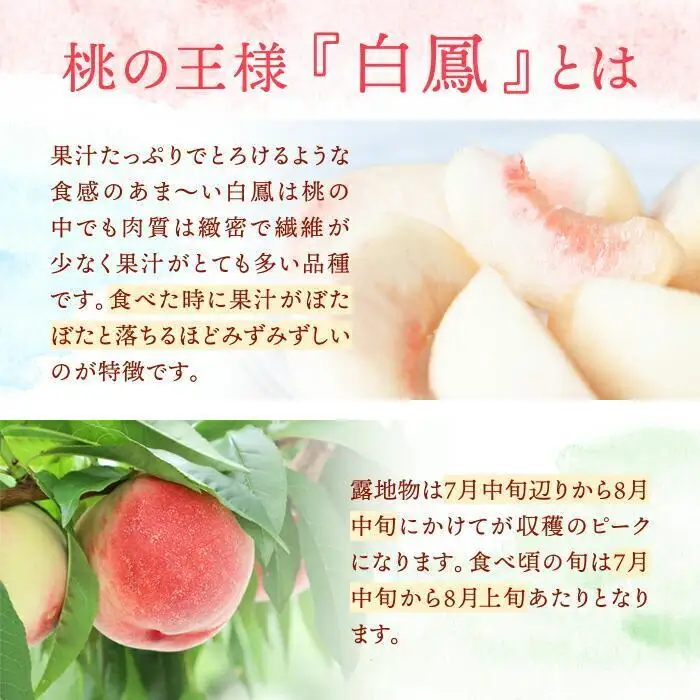 和歌山県産 白鳳 桃 11～16玉入り 訳あり ご家庭用 数量限定［2026年6月下旬以降発送］［MG91］