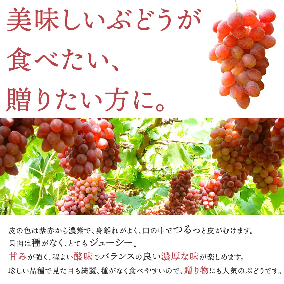 ぶどう【2026年先行予約】サニールージュ 1kg AR031 ぶどう