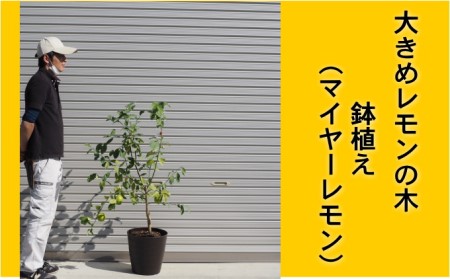 鉢植え レモンの木 マイヤーレモン 大きめ 茶プラ鉢 10号 配送不可 北海道 沖縄 離島 苗木 植物 
