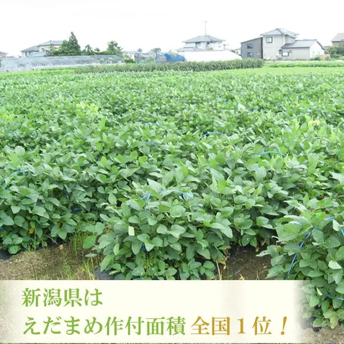 【先行予約 ２回お届け 定期便】くろさき茶豆1.2kg×２回  2026年8月発送 〈ＧＩ登録産品〉