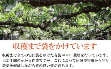 【2026年9月中旬?発送】【シャリッとおいしい！】新高梨 約3.4kg / 梨 なし  南島原市 / ふるさと企画 [SBA030]
