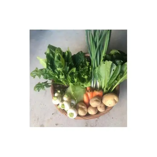 農場なつめやし　旬の野菜セット（栽培期間中、農薬・化学肥料不使用）[814]