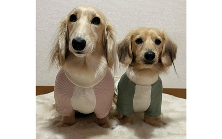ツートンカラー半袖刺繍ウェア（犬の洋服）