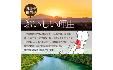 《先行予約 2026年9月中旬発送》山形県産 和梨 約3kg なし ナシ 梨 デザート フルーツ 果物 くだもの 果実 食品 山形県 FSY-0457