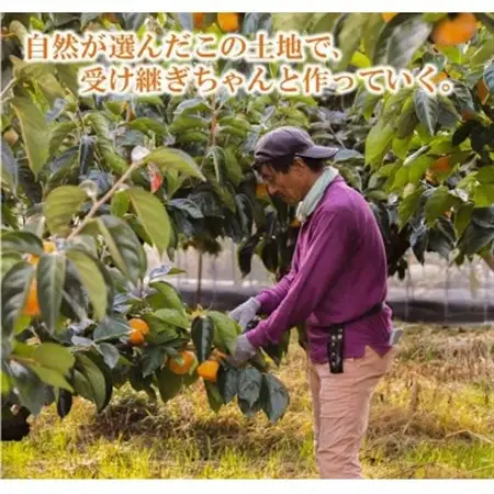 【R8年10月以降発送】刀根早生柿発祥の地・ひらたねなし柿(10～15玉入り)_果物・フルーツ 柿（カキ）  かき_【配送不可地域：離島】【1085761】