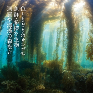 S134-005_よかよか体験チケット30,000円