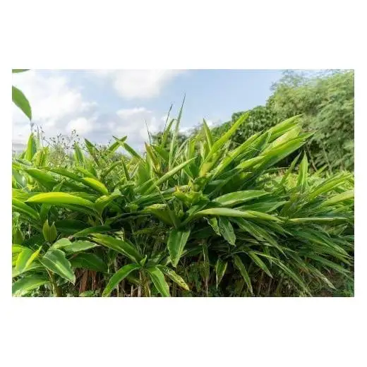 満月月桃発酵茶　50g×2個セット