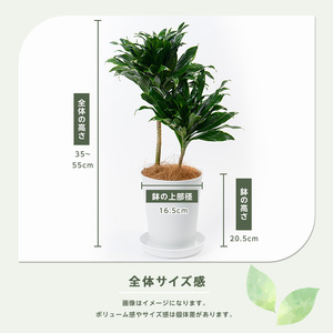 2026年1月中旬～発送【観葉植物】ドラセナ コンパクター 35cm～55cm 前園植物園 IB002-003 観葉植物 ※北海道・沖縄・離島配送不可