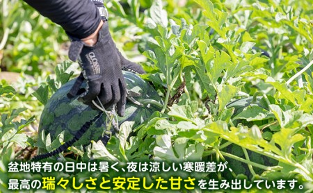 【2026夏発送】富良野産 大玉 スイカ L（6kg～）1玉【マイティ21】 北海道 ふらの すいか 西瓜 夏 フルーツ ふらの 甘い 糖度 大きい 大だま (畠山農園）