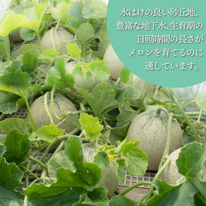 【令和8年産先行予約】産地直送！庄内砂丘アンデスメロン 約5kg (3～5玉)　佐藤農園　K-835