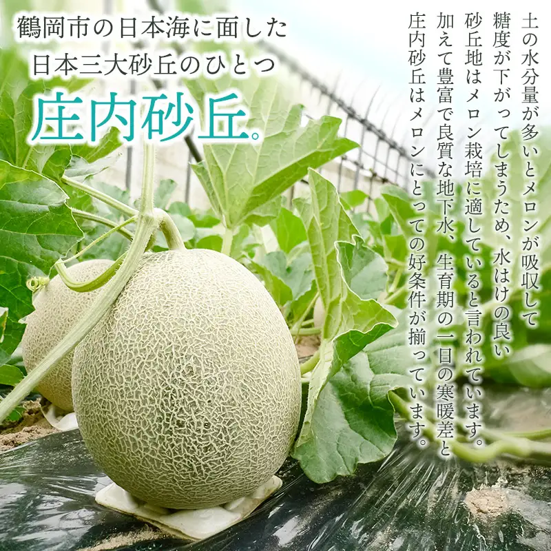 【令和8年産先行予約】 庄内砂丘青肉・赤肉メロン食べくらべ　 各1玉 (計2玉) 約2.5kg 山形県鶴岡市産　株式会社 元青果　| メロン めろん 青肉メロン 赤肉メロン 2.5キロ 山形 鶴岡 庄内 庄内産 東北 フルーツ 果物 くだもの 夏 旬 人気 おすすめ 美味しい お取り寄せ 返礼品