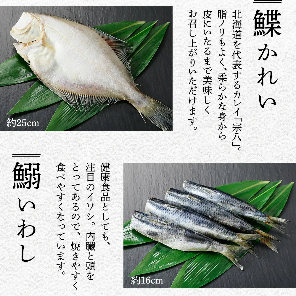 ふっくらやわらか 干物 9点セット 真ホッケ サンマ カレイ イワシ 秋鮭 コマイ ニシン サバ 秋刀魚 宗八鰈 鰯 鮭 鰊 鯖 海鮮 ほっけ 送料無料 北海道 魚介 干物 秋刀魚 鮭 2918