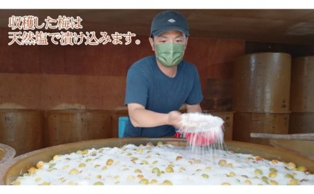 昔ながらの梅干し 一級品（福井県若狭町）伝統製法にこだわり仕上げた無添加・無着色の梅干し／ケース入り1kg ご飯のお供 肉厚 種が小さい 紅映 天然塩 鮮やか 芳醇な香り コク 紫蘇漬け 二度漬け すっぱい 