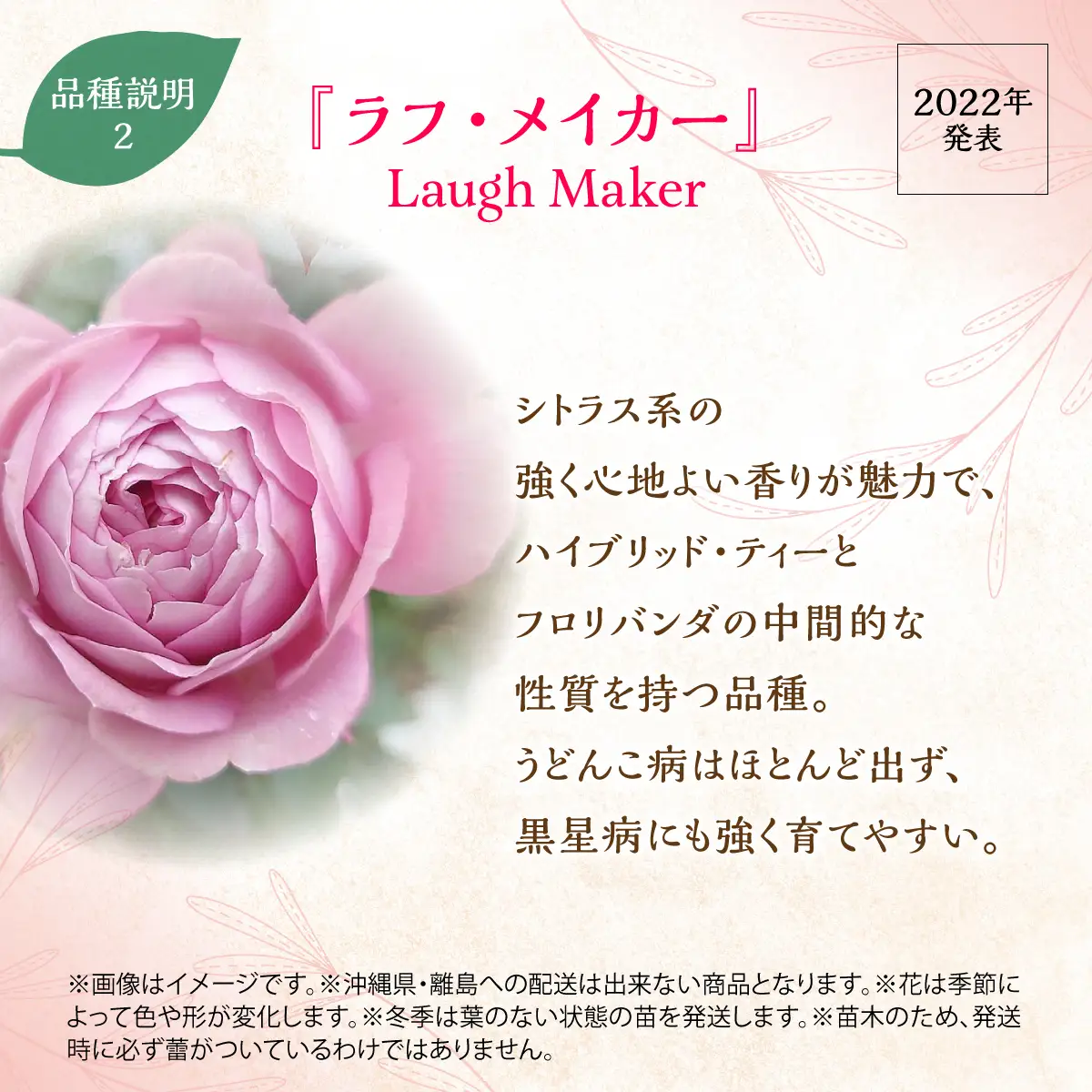 【Apple Roses】バラ苗『ラフ・メイカー』大苗6号ポット植え 苗木 植物 HNNH004