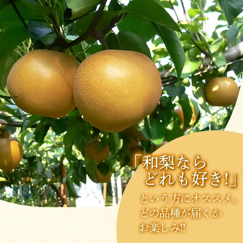 【令和8年産先行予約】 和梨 品種おまかせ 秀品 5kg (12～16玉)  山形県鶴岡市産　株式会社 元青果