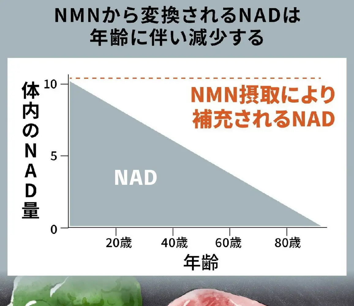 100年時代応援サプリ　NMN15000×5か月分 10-010　NMN 健康  維持  若々しく サプリ エネルギッシュ 酵素 酵母 伊豆