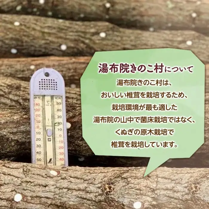 湯布院【有機原木椎茸使用】「湯布院きのこ村」おススメセット