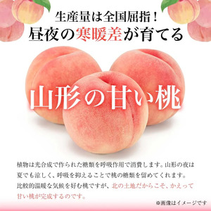 《先行予約2026年度発送》フルーツ王国山形 山形県産 白桃 ご自宅用 品種おまかせ 4.5kg もも モモ 桃 デザート フルーツ 果物 くだもの 果実 食品 山形県 FSY-2742