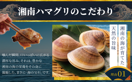 はまぐり  LLサイズ  1.4kg 貝 【湘南はまぐり 蛤】