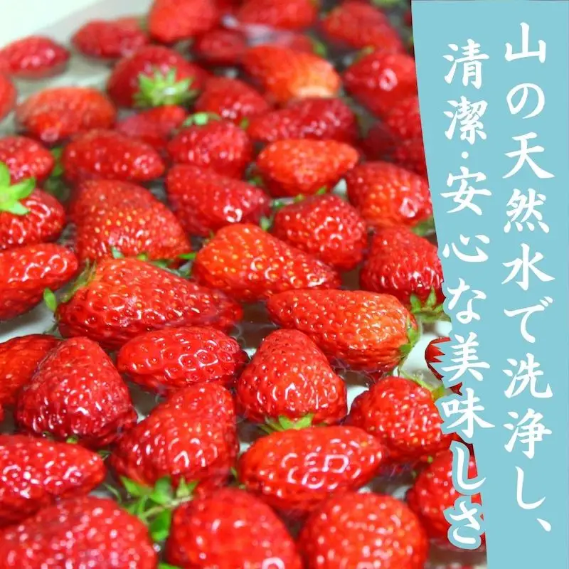 【先行予約_2026年発送】 冷凍いちご  紅ほっぺ 3kg　【 いちご 】