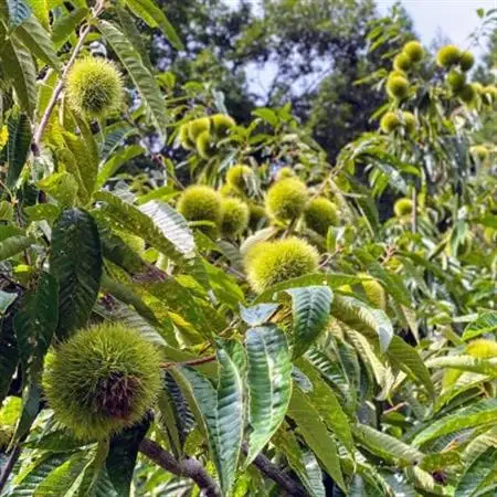 【冷凍でお届け】天然和栗の美味しさ際立つ「つわの特栗モンブラン」【配送不可地域：離島】【1376393】
