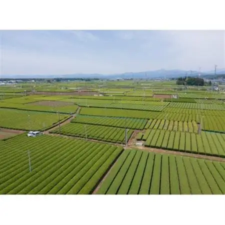 一煎パック入り 狭山茶ティーバッグ「霞川 煎茶」【1375303】