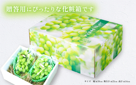 シャインマスカット 先行予約 R8年 果物 2～3房 約1.5kg 贈答用 シャインマスカット